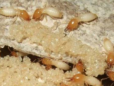 高明白蚁防治公司白蚁的生活习性是怎么样的