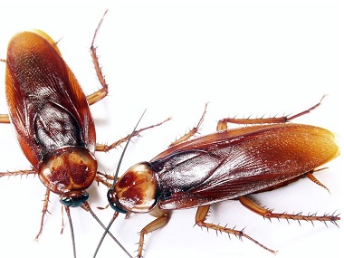 南海专业灭蟑螂公司洗发水和洗衣粉对蟑螂绝对有效