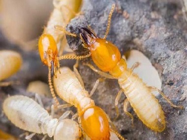 佛山预防白蚁中心散白蚁和家白蚁的区别