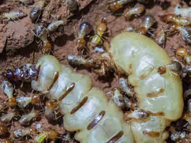 顺德杀灭白蚁所白蚁蚁后是怎样产生的