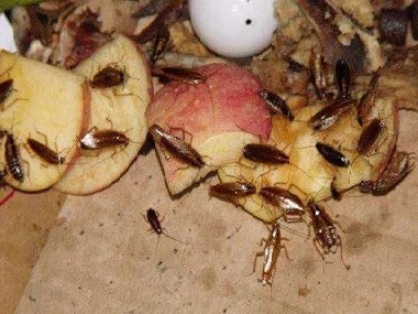 被蟑螂碰过的东西不要吃，高明杀虫灭鼠专业消杀蟑螂