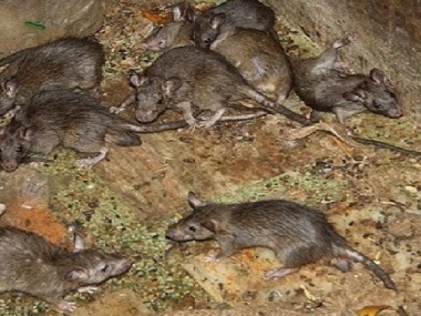 南海区四害消杀，家里发现老鼠防治的方法