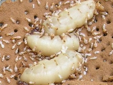 高明白蚁预防公司防治杉木白蚁危害的7个小妙招