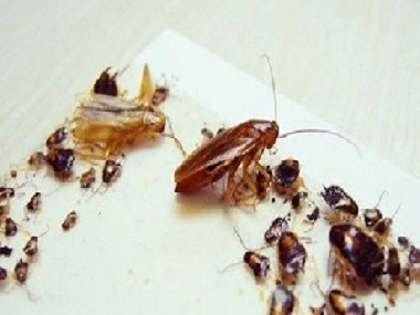 三水杀虫灭鼠中心化学方法有效防治蟑螂怎么做