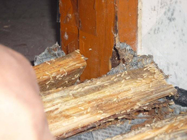 顺德白蚁预防白蚁怎么毁坏钢筋混凝土结构的房屋