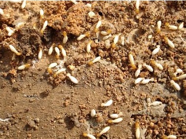 禅城白蚁防治公司如何消灭截头堆砂白蚁