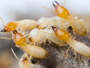 南海灭治白蚁站：两种常用防治白蚁危害的方法