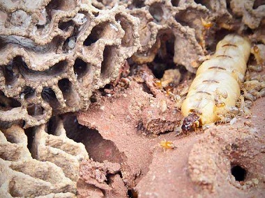 佛山预防白蚁：白蚁药不能灭白蚁，怎么能完全消灭白蚁？