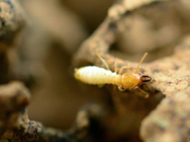 三水专业灭白蚁中心防治白蚁喷什么药有效果