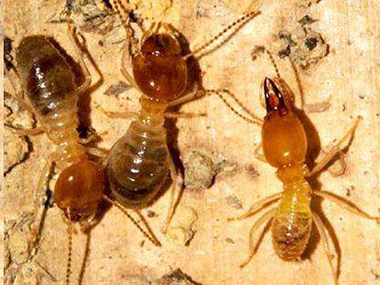 佛山预防白蚁公司发现有白蚂蚁怎么办？灭蚂蚁的方法