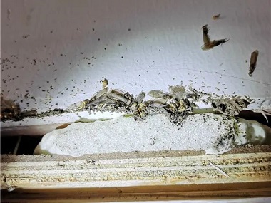 南海白蚁防治中心公寓灭白蚁除白蚁的方法