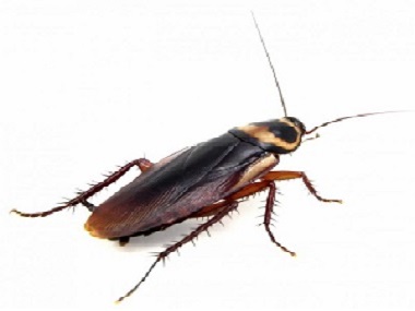 高明除四害中心专家说灭蟑螂有七个误区