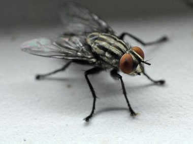 顺德四害消杀分享4个灭蚊蝇驱蚊蝇的实用小妙招