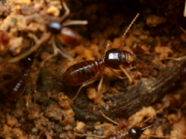 三水消杀红火蚁常见防治方法，红火蚁最怕什么农药