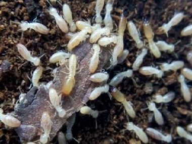 禅城白蚁预防中心——家里小区发现白蚁危害怎么办