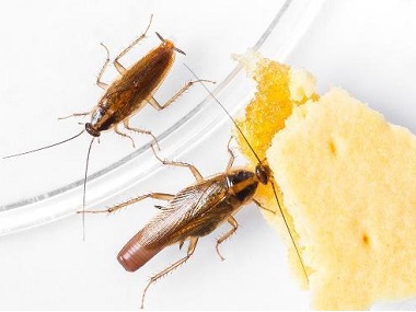 高明四害消杀公司有什么方法可以消灭办公室的蟑螂