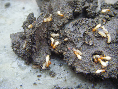 顺德消杀害虫公司有哪些可以有效预防白蚁