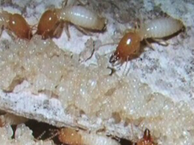 三水白蚁防治中心教大家怎样灭杀掉隐蔽的白蚁