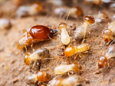 南海白蚁防治站新建房屋容易遭到白蚁侵害的原因