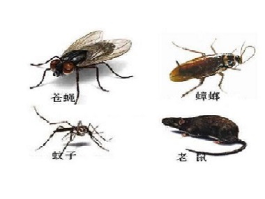 南海四害消杀蟑螂、蚊子怕什么？驱赶它们的方法有哪些