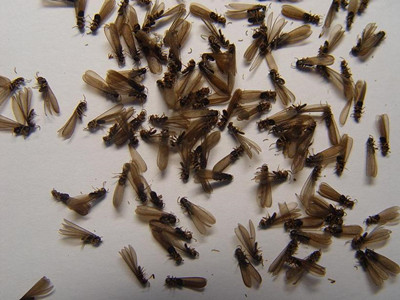 高明杀灭白蚁站如何判断室内黑色飞蚂蚁是不是白蚁繁殖蚁
