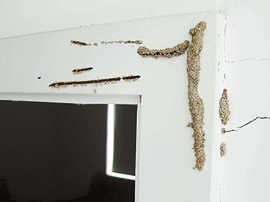 三水白蚁备案公司装修白蚁预防的重点部位