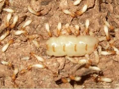 三水白蚂蚁验收公司家里发现白蚁，怎样杀白蚁才能杀干净
