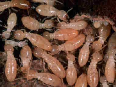 禅城预防白蚁所令建筑行业谈蚁色变的是什么白蚁