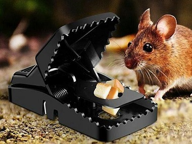 佛山杀虫灭鼠——防鼠灭鼠的措施有哪些？